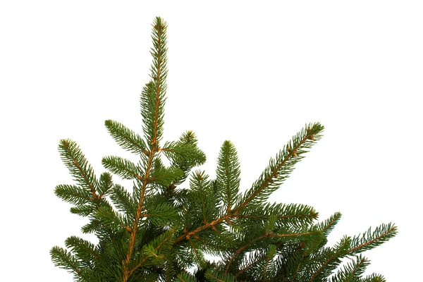 Fir Branches Isolated — Stock Photo, Image