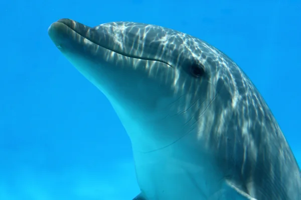 Närbild av dolphin spelar — Stockfoto