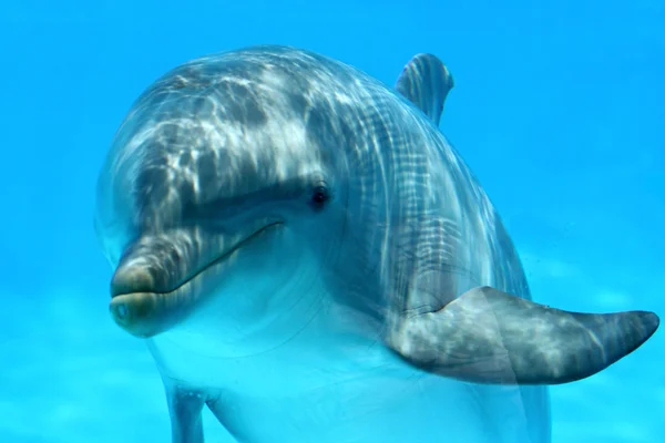可爱的海豚 图库图片