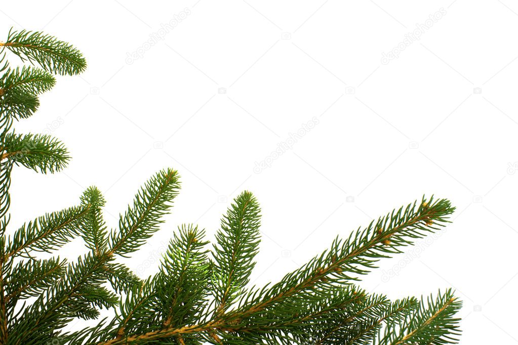 Fir Branches On White