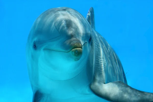 Golfinhos assistindo a câmera — Fotografia de Stock
