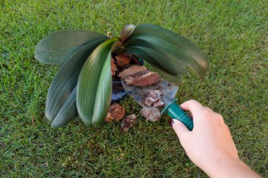 Repotting An Orchid clipart