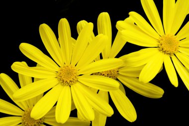 Yellow Cape Daisies Isolated On Black Background clipart