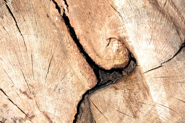 Wood Section — Stock Photo, Image