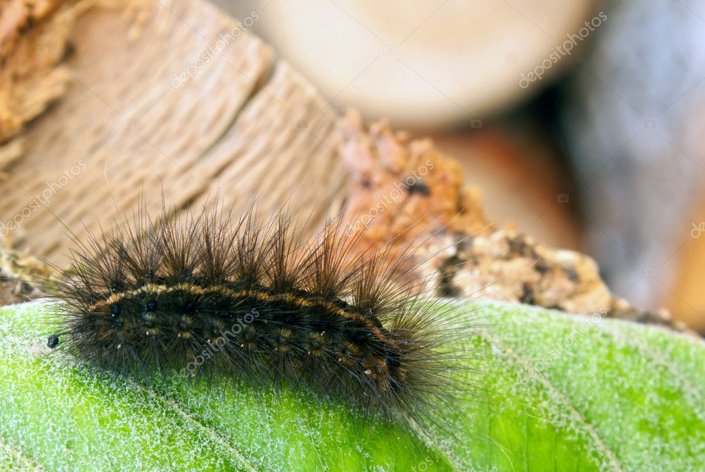 Black Hairy Caterpillar Stock Photo by 4059878