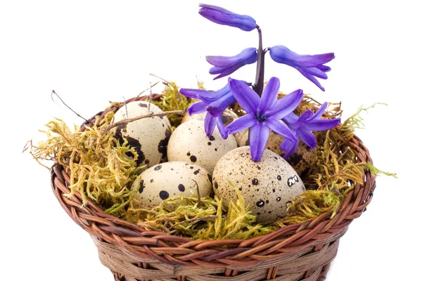 Natureza morta com ovos de codorna e jacinto — Fotografia de Stock