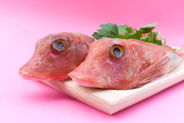 Κόκκινο καπόνι ψάρια - closeup — Φωτογραφία Αρχείου
