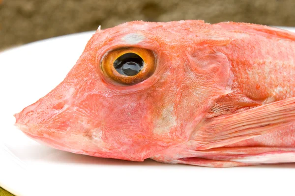 Cabeça de Gurnard Fish — Fotografia de Stock