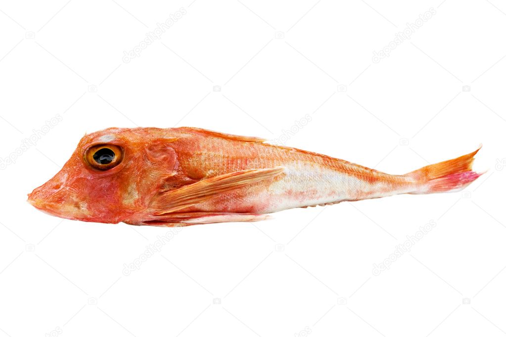 Red Gurnard Fish Isolated On White Background