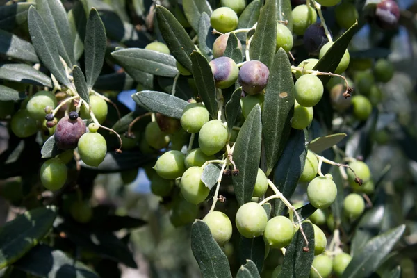 Branches With Olives — Stock Photo, Image