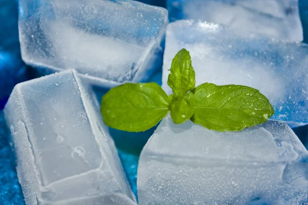 Stock image Ice And Mint