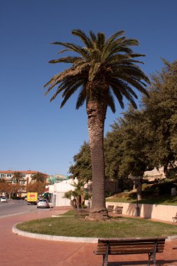 Yalnız palmiye ağacı - elba Adası, portoferraio, İtalya