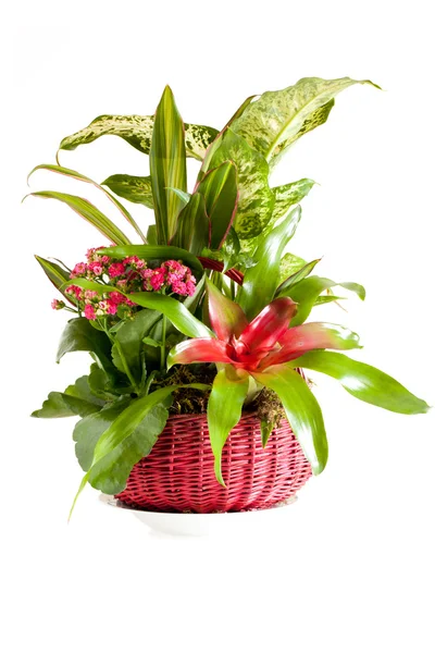Gardening Pot Indoor Green Decorative Plants — Stock Photo, Image