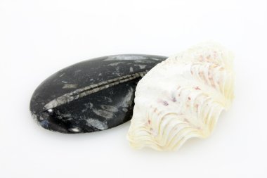 Fossils And Shells - Piece of black fossil marble with animals from the Jurassic period and Tridacna Gigas clam isolated on white background. clipart