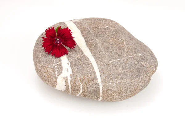 日本庭園 美容コンセプト 赤いダイアンサスと灰色の石で孤立した白い背景を花します — ストック写真