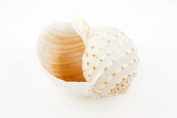 Shell Of Tun Snail (Tonna Galea) ) — стоковое фото
