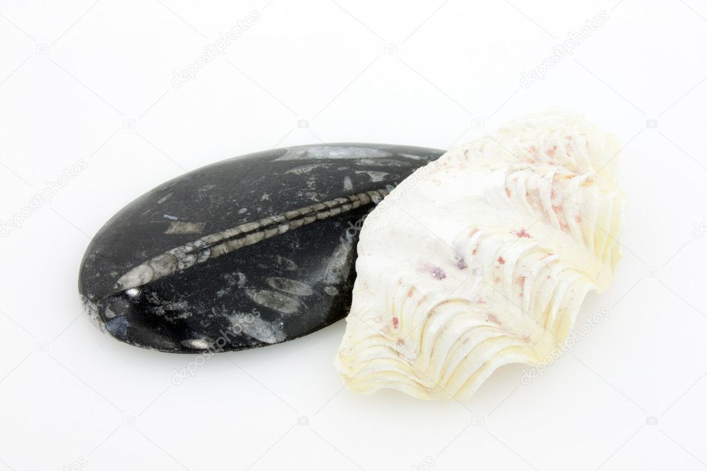 Fossils And Shells - Piece of black fossil marble with animals from the Jurassic period and Tridacna Gigas clam isolated on white background.