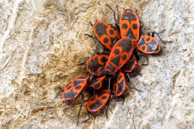 Group Of Firebugs (Pyrrhocoris Apterus) clipart