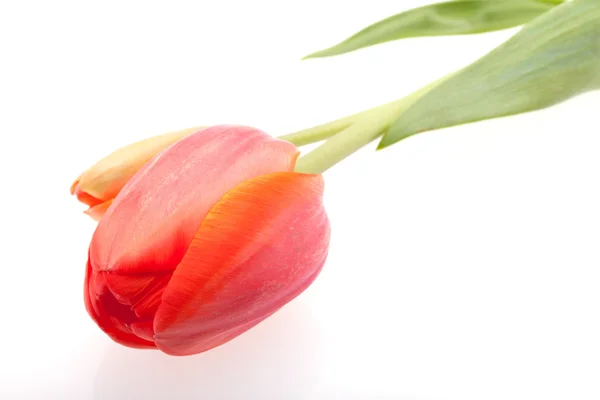 Bud tulipano rosso isolato — Foto Stock