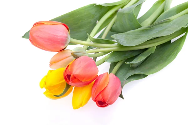 Un mucchio di tulipani su bianco — Foto Stock