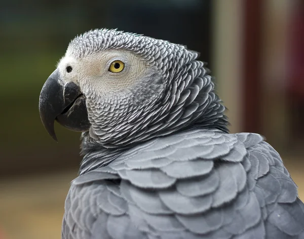 stock image Grey parrot