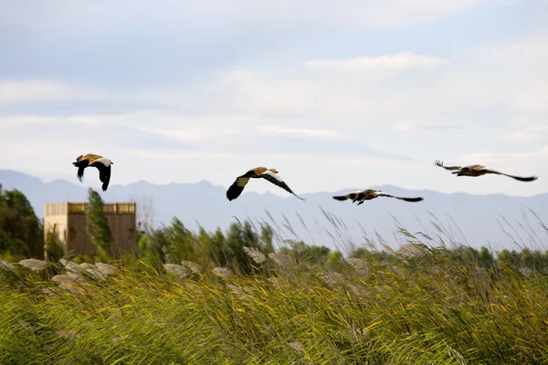 Дикие утки летят над тростью Стоковое Изображение