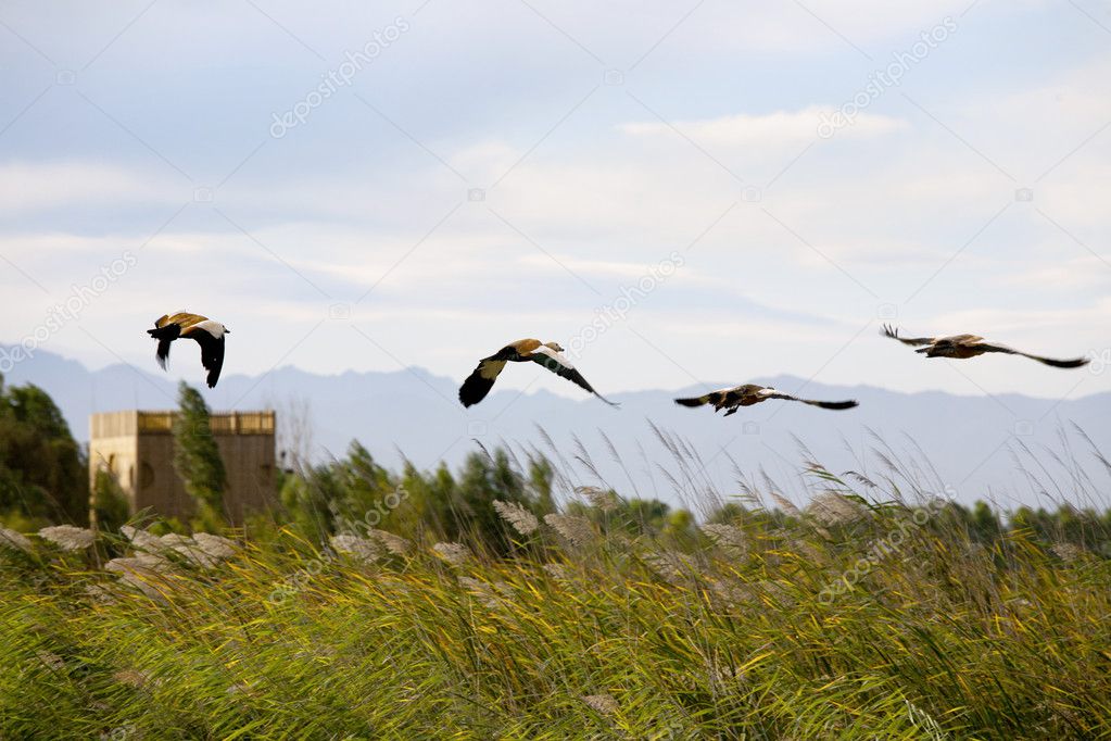 Wild ducks flying over the reed