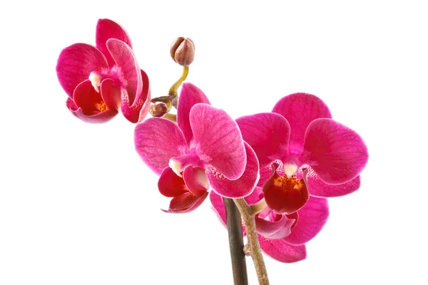 Phalaenopsis — Foto Stock