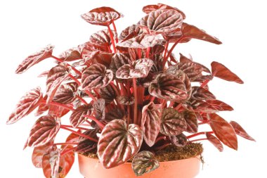 Peperomia