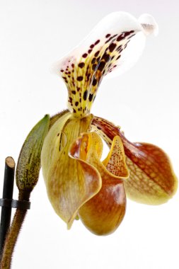 Paphiopedilum clipart