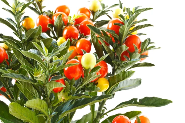 Berry nightshade — Stock Image Berry nightshade Royalty Free Stock Photos