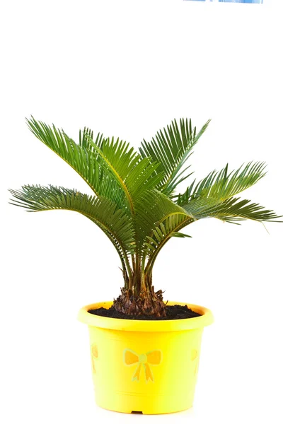 Sago palm — Stockfoto