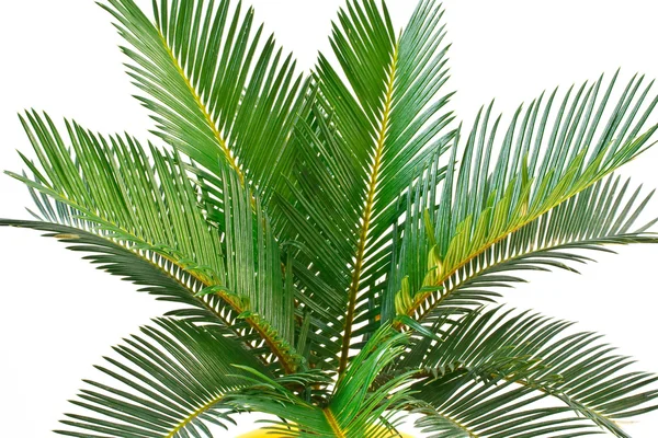 Art af palme - Stock-foto