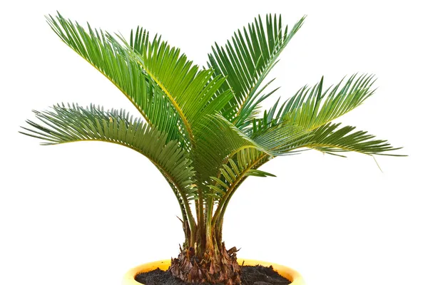 Sago palm Stock Photo