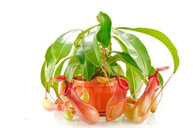 Nepenthes coccinea clipart