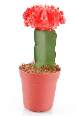 Gymnocalycium clipart