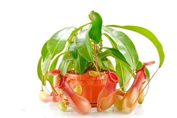 Nepenthes coccinea — Foto Stock