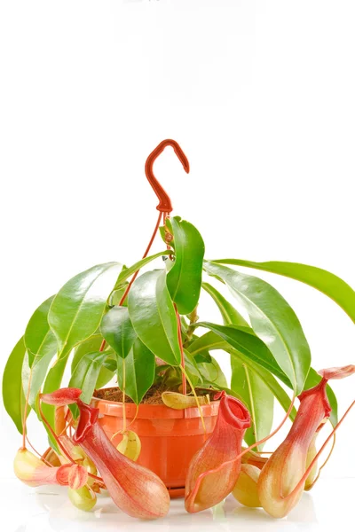 Nepenthes coccinea — Photo