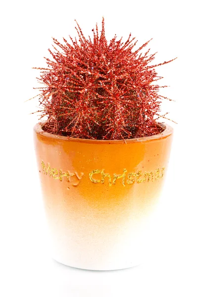 New cactus — Stock Photo, Image