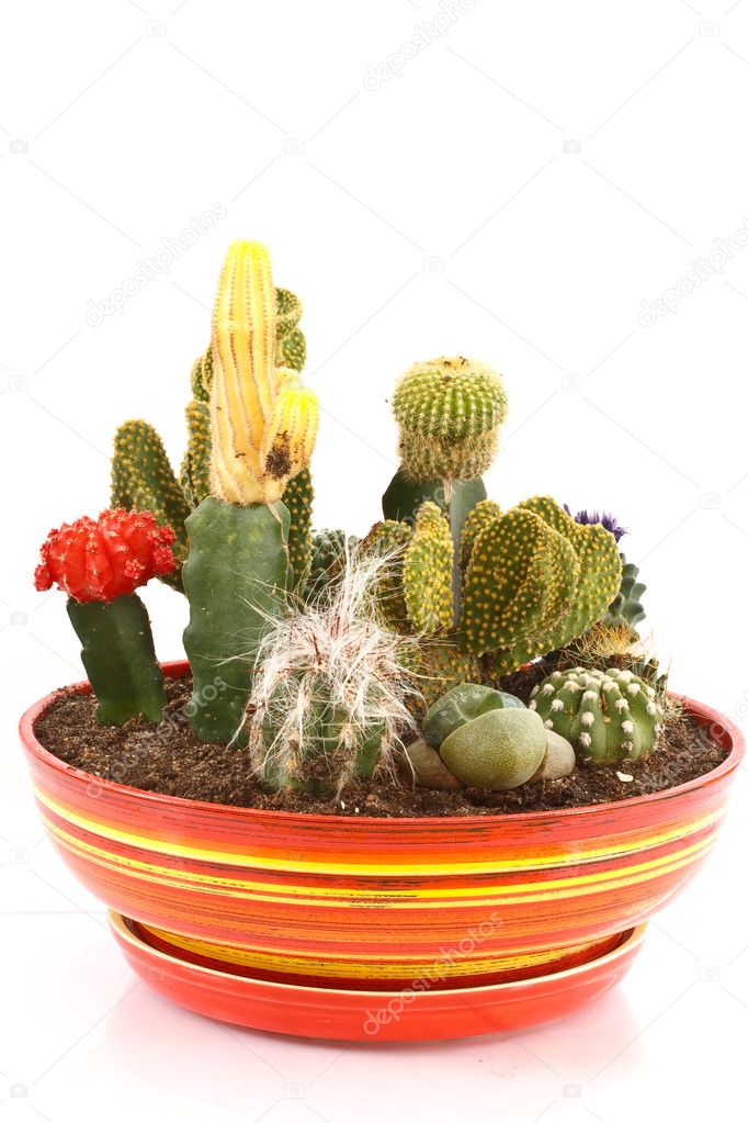 Collection of cacti