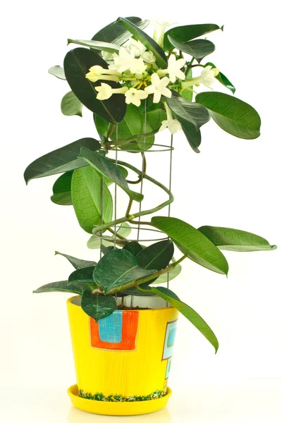 Stephanotis Blume Isoliert Auf Weißem Hintergrund — Stockfoto