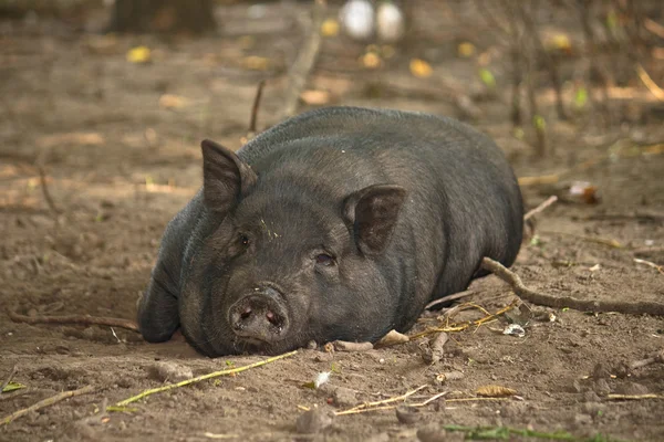Lazy pig — Stock Photo, Image