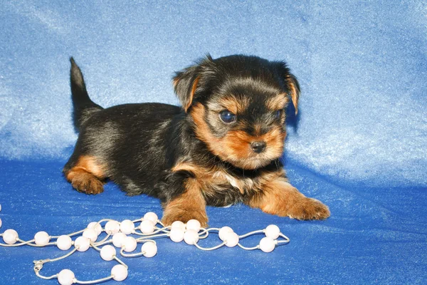 stock image Small beautiful puppy Yorkshire terrier on a blue background