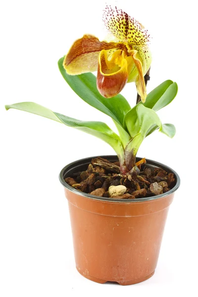 Pafiopedilum Krásnou Orchidej Izolovaných Bílém Pozadí — Stock fotografie