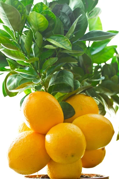 Lemon tree — Stock Image Lemon tree Stock Picture