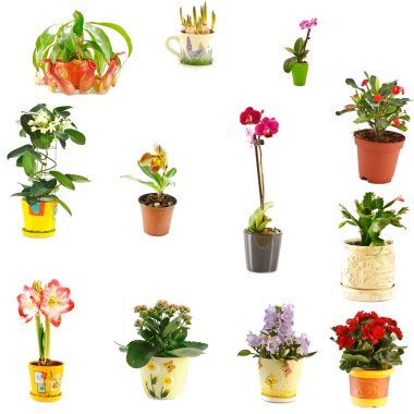 Collage of indoor plants clipart