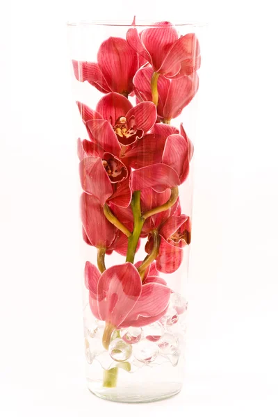 Orchid in vase — Stock Photo, Image