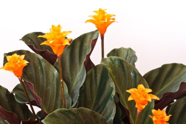 Calathea