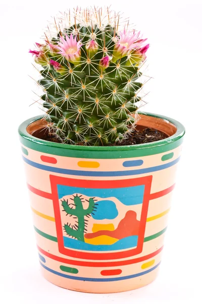 Virágzó Cactus Egy Pot Egy Fehér Háttér — Stock Fotó