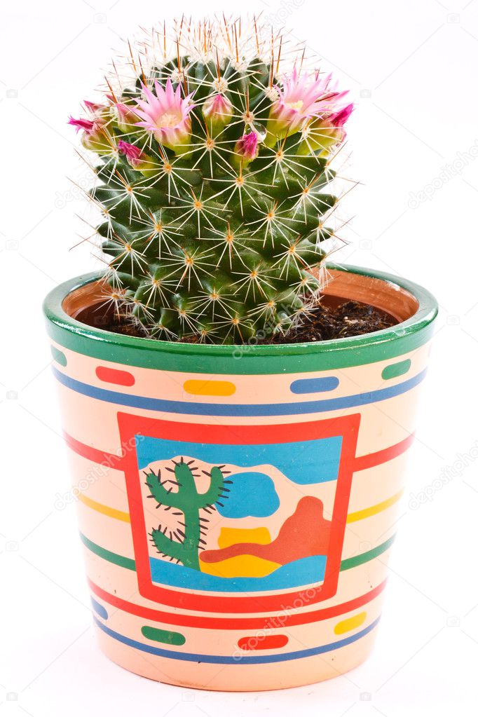 Blooming cactus in a pot on a white background
